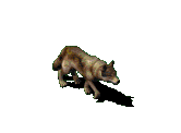 Follow the wolf?